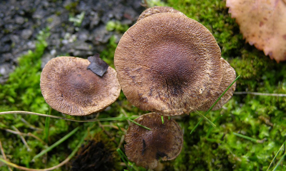 Inocybe sp.